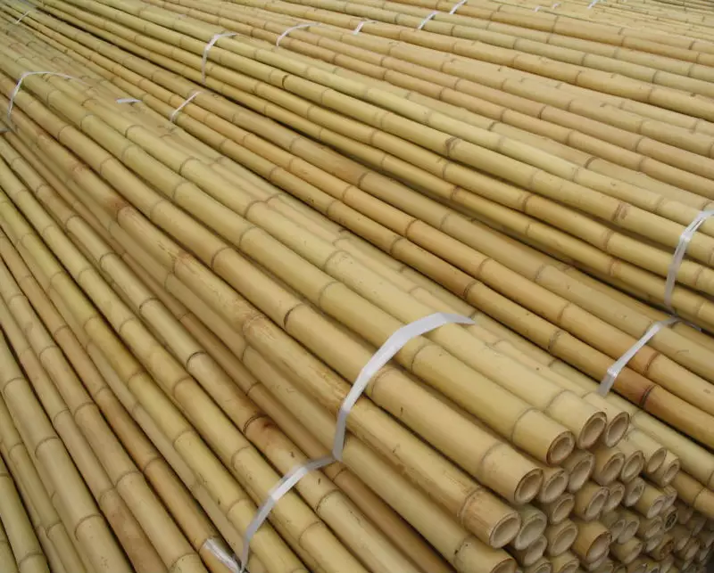 Bamboo Pole/ Bamboo Canes/ Raw Bamboo for gardening, agriculture support with best price from Vietnam