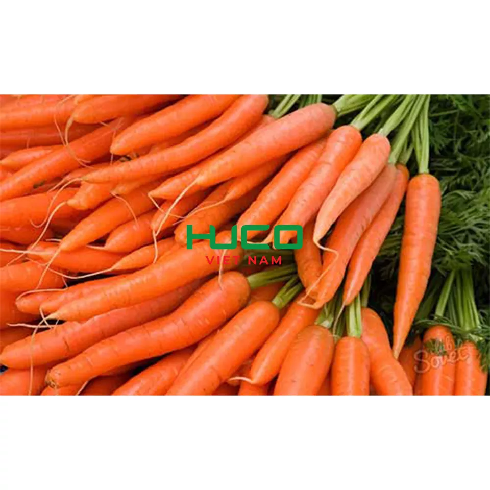 High Quality Hot Sale Price Fresh Vegetables Carrots Fr Export