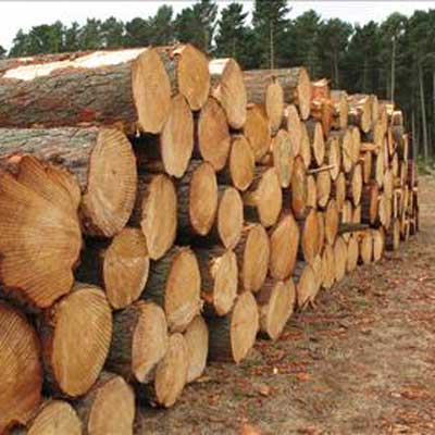 America Standard Raw Material Wood Log Timber Acacia Oak Teak Rough Hard Wood Construction From Vietnam Manufacturer