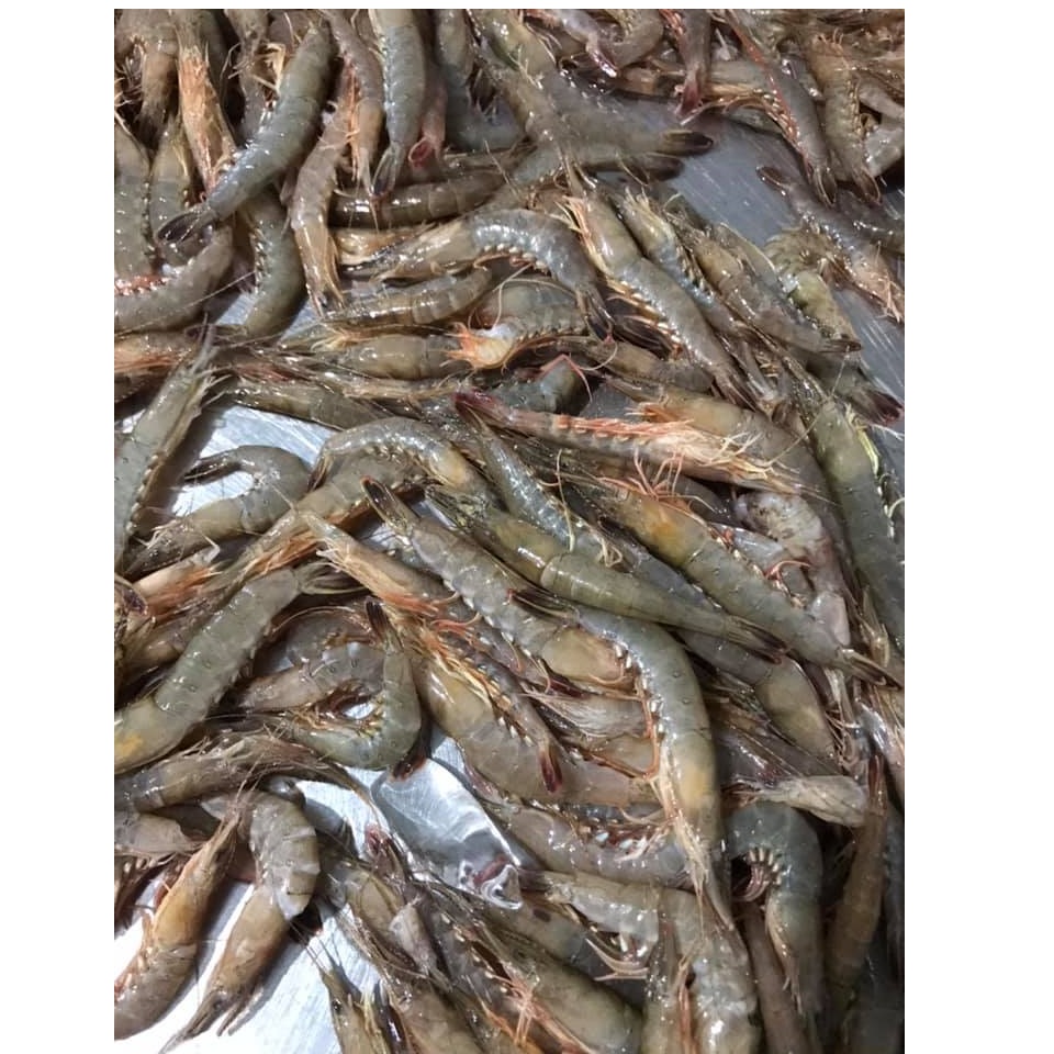 High Quality Raw Fresh Natural Seafood Skinless Food Air-Dried Body Peeled Shrimp For Cook From Private Label In Vietnam