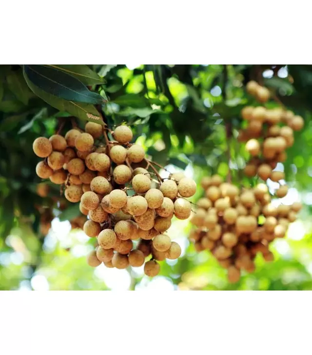 Vietnam Longan Fresh Fruit Fresh Longan Natural Sweet Tropical Fruit High Quality Wholesale Best Price