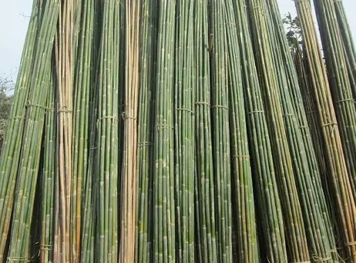 Raw Bamboo/ Bamboo Canes/ Bamboo Pole/ Using for gardening, agriculture support / Retailers/Wholesales