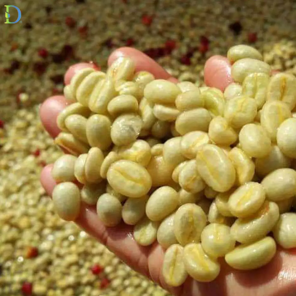Arabica bean High Quality 100% Natural Coffee bean New Product Form Vietnam Roasted Coffee Bean Green