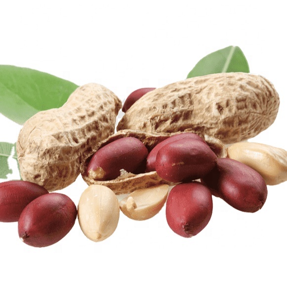 Vietnam raw peanuts wholesale peanuts with best price