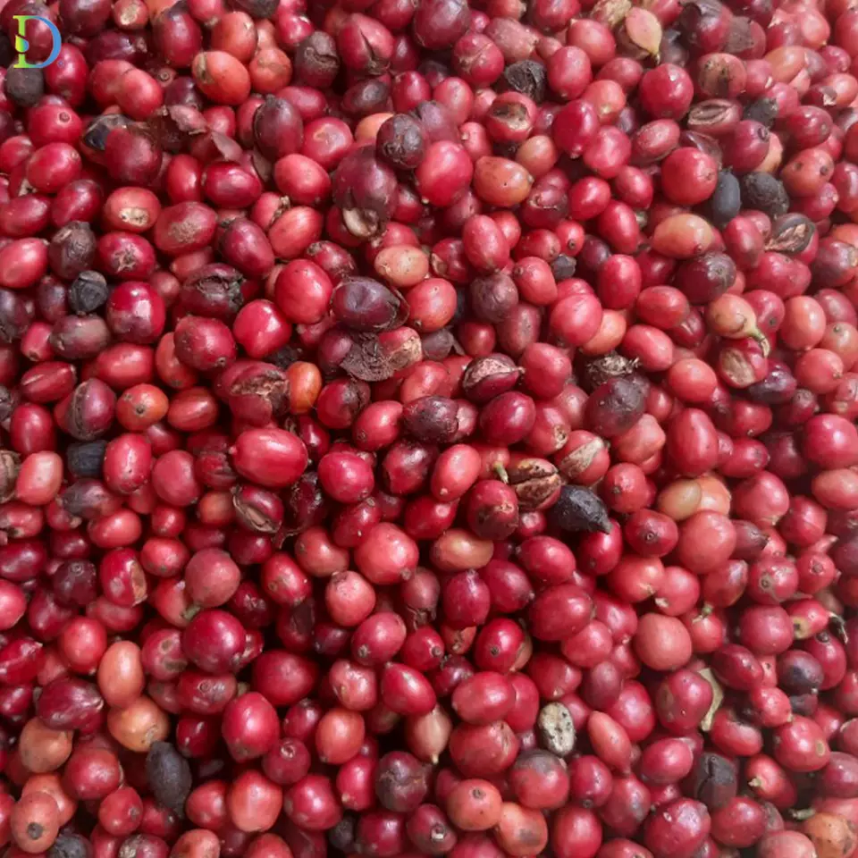 Premium Green Coffee Bean from Viet Nam high quality 100% natural new product ready to ship coffee bean