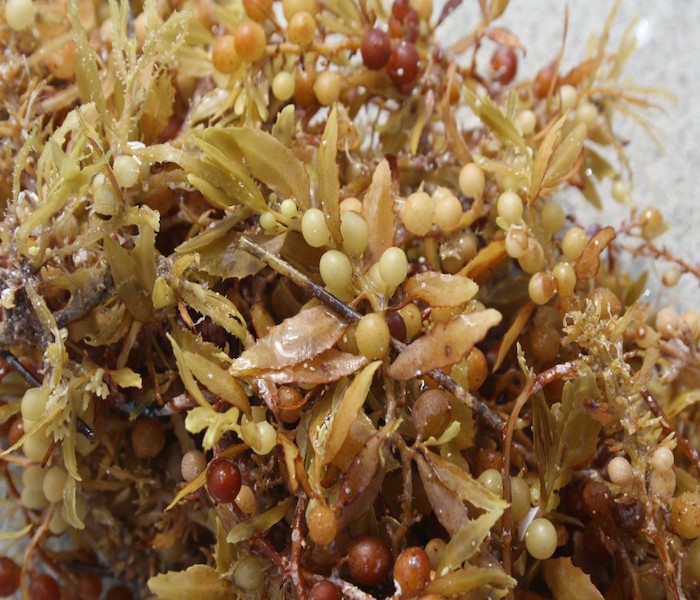 Sargassum Seaweed (RAW)