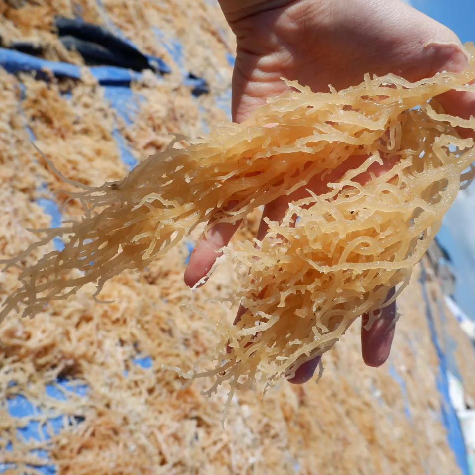 Wholesaler Dried wildcrafted irish sea moss from Vietnam