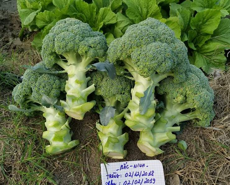 FRESH BROCCOLI with high quality and cheap price 2022 from Vietnam