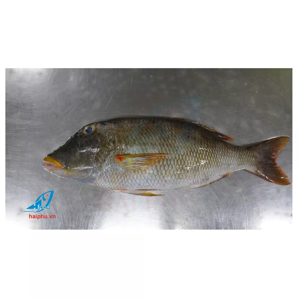 Main best production called Emperor frozen fish with Hai Phu better price and quality for customer