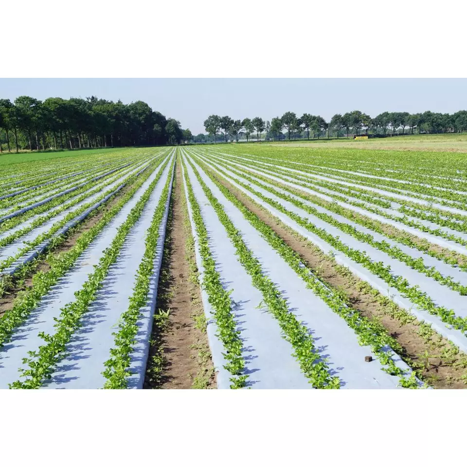 Vietnam Roll Style Extruding Plastic Modling Type Plastic Products Agricultural mulch Improved crop quality And Water retention