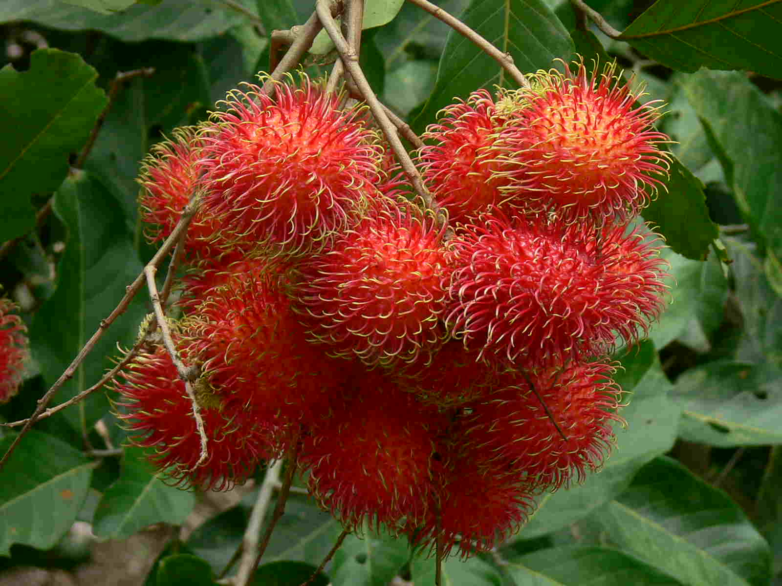 Best Premium Organic Fresh Rambutan Fruit For Sale Cheap Wholesale Made In Vietnam Hot In 2022