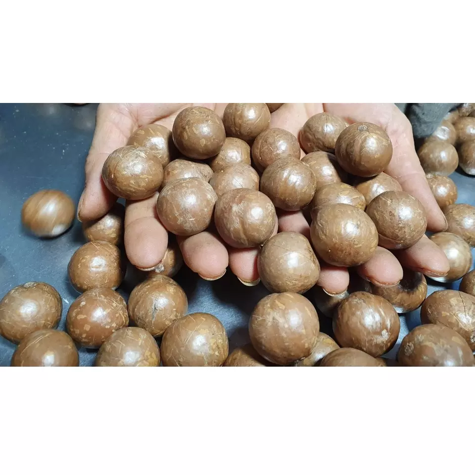 Ready To Eat Vacuum Bag Natural Taste Naturally Cracked Medium Size Roasted Dried Whole Macadamia Nuts