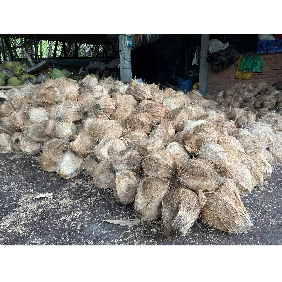 Fresh Semi Husked Matured Coconut, Semi Husked Coconuts Suppliers Wholesale Cheap Price Fruit Export Dried Coconut from Vietnam