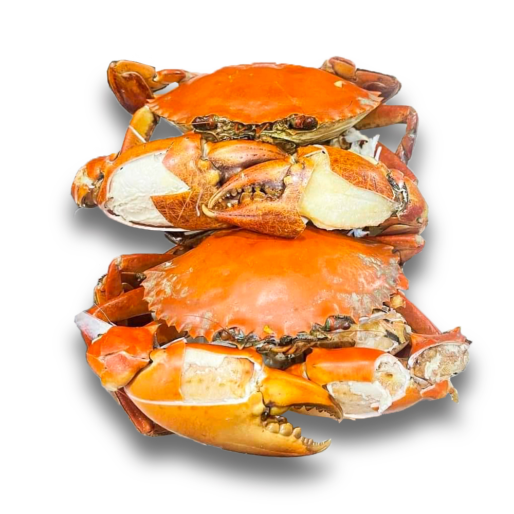 High Protein Alive Crab Full of Fat Top Grade Roe Sea Crabs from Vietnam