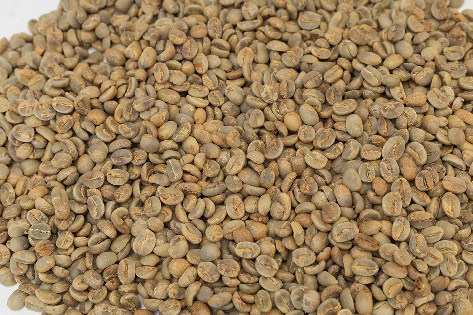 Premium Grade Organic Arabica Green Coffee Beans Suppliers Size 18