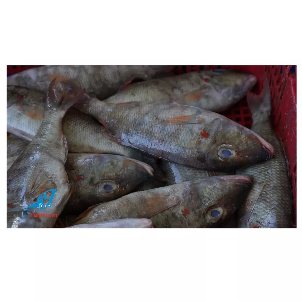 Hot new fresh Emperor frozen fish made with Hai Phu Company hot price and best natural quality in Vietnam