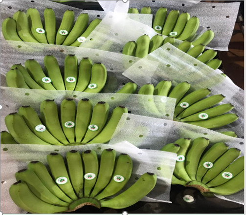 Wholesale fresh banana Carton-13kg
