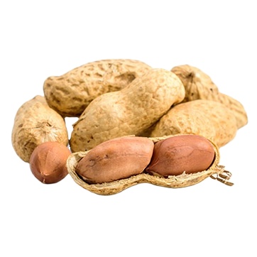 Peanuts from Vietnam with best price for wholesale peanuts