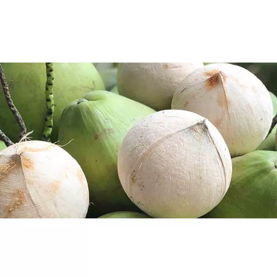 Young Green Sweet Taste High Quality Export Wholesale Best Price Agriculture Fresh Coconut Grade A from Vietnam