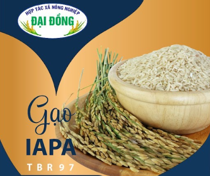 rice IAPA