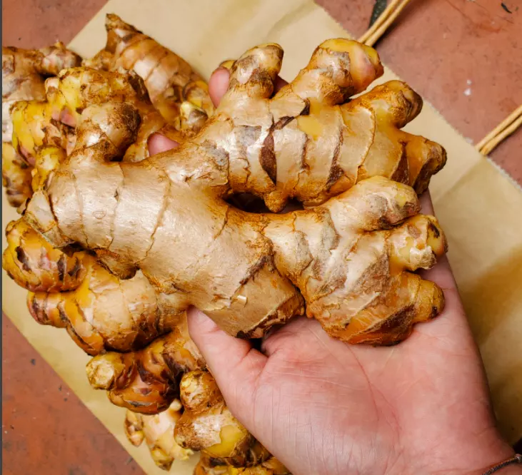 Minh Anh Ginger harvest in Vietnam 2021 improve health carton packing