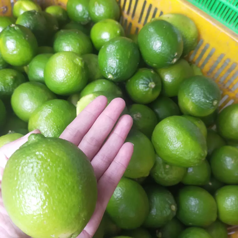 Factory Supplier OEM Fresh Seedless Lime from Vietnam Cheap Price FRESH SEEDLESS Wholesale GREEN LEMON Raw Origin