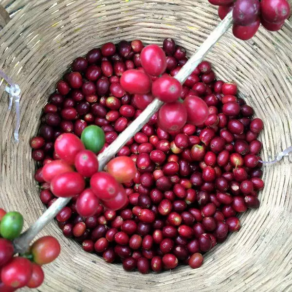 Robusta S18 -- Clean Green Coffee Bean Best Selling Top Grade High Quality Brand Supplier Wholesaler Premium Hot Sale