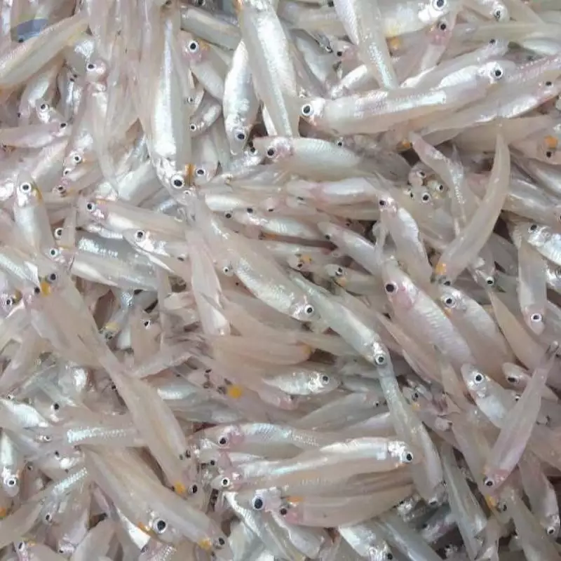 Wholesale Frozen Anchovy / River Anchovy Corica Soborna With High Quality From Vietnam