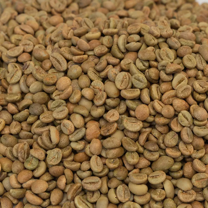Premium Grade High Quality Robusta Green Coffee Beans Size 18