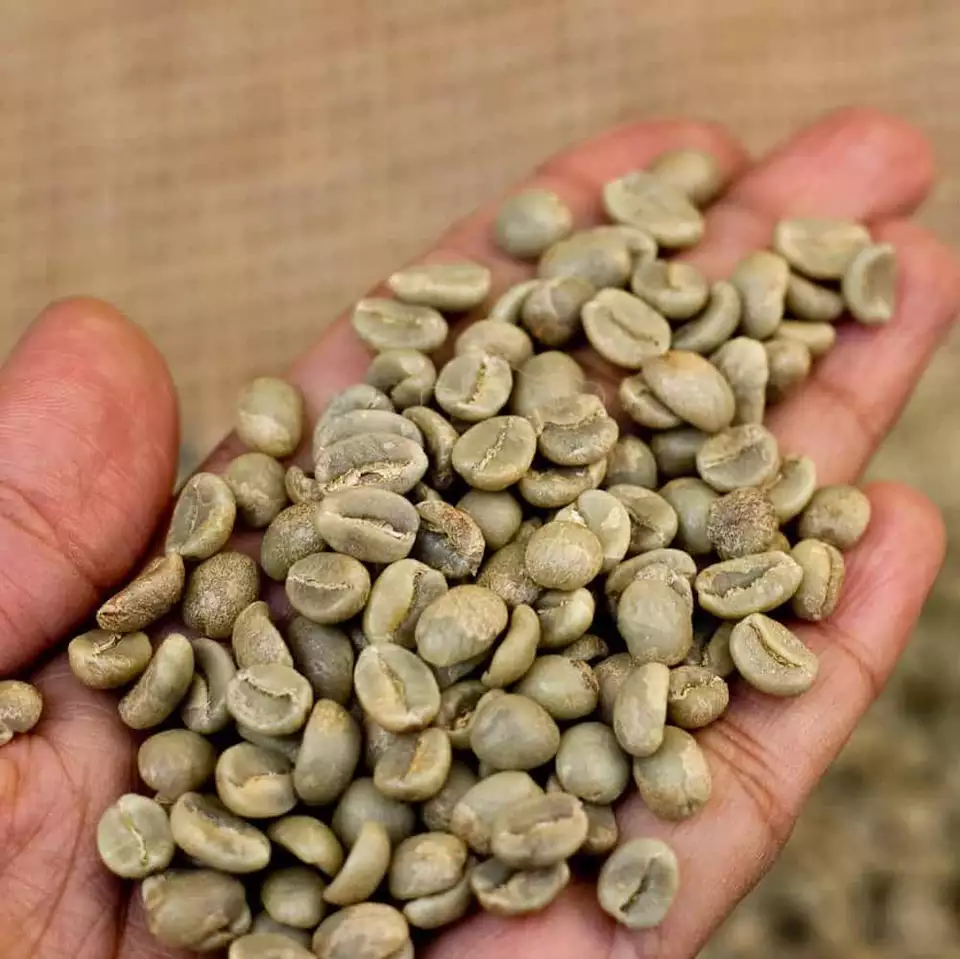 ROBUSTA R16 R18 COFFEE BEAN FROM VIET NAM