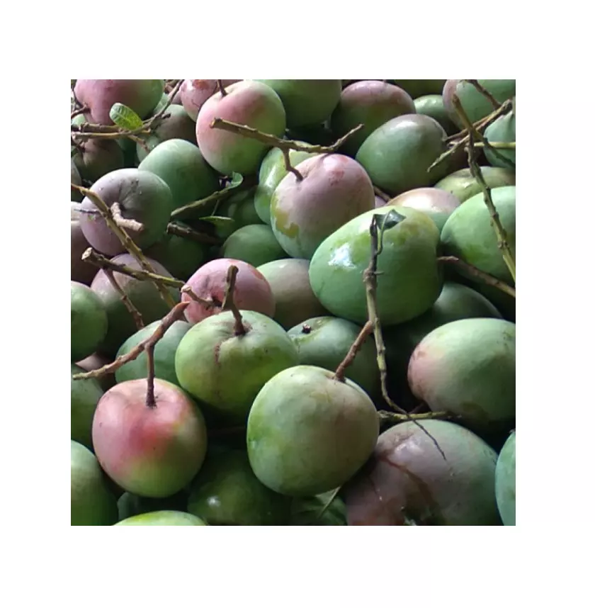 Son La Mango Natural Fruit Fresh Mango High Quality Fresh Fruit Mango From Vietnam Competitive Price