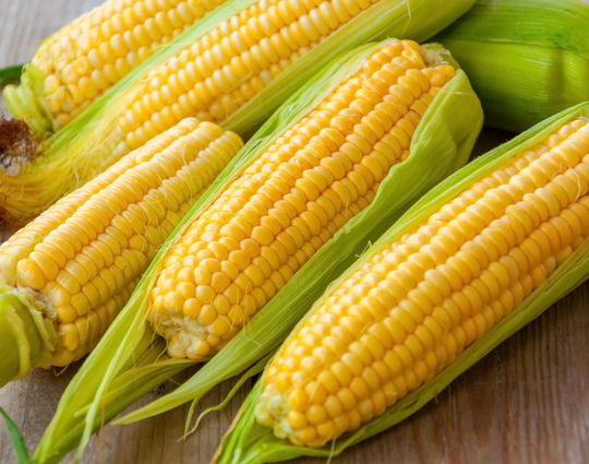 Fresh Yellow Corn - White Corn - Hight Quality Cheap Prices