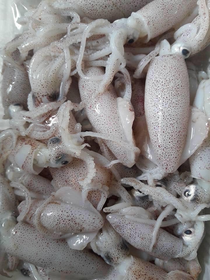 Frozen Seafood Fresh Natural 500gr Size 20-35 cm Squid With OCOP Certification From Private Label In Vietnam