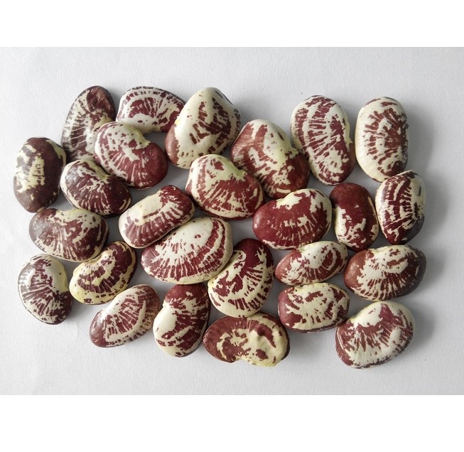 High Quality Orsafarm Christmas Lima Beans Pack 1kg Newest Crop Year From 5kg/pack made in Viet Nam Kidney beans for sale