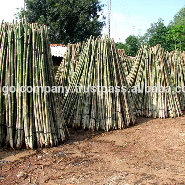 Bamboo raw materials - Natural Tam Vong bamboo pole solid / Bamboo thatch/ bamboo roll