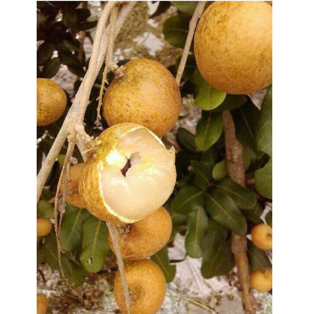 High Quality Tropical Certified Fresh Natural Smell Thick Dimocarpus Longan With 2.5cm Size and Sweet taste From West Of Vietnam