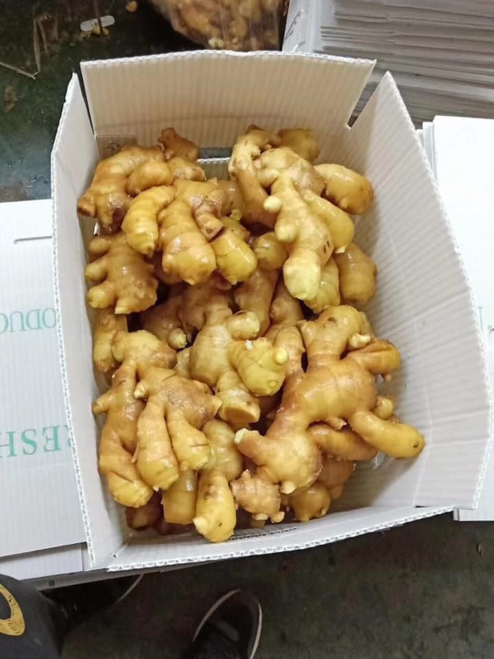 Cheap price High quality dried fresh ginger Vietnam Ginger MOQ 12 tons