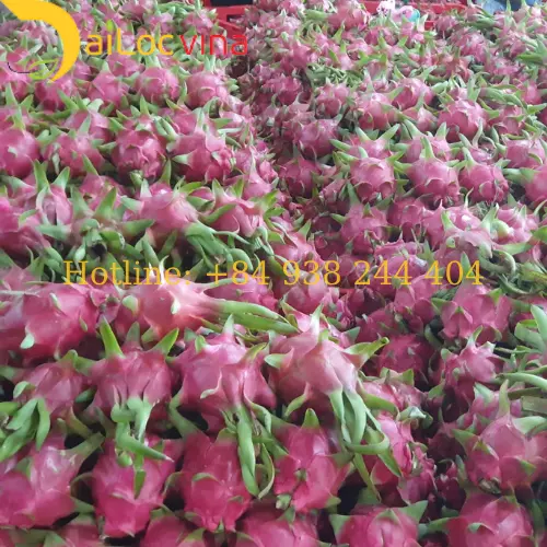Dragon fruit Vietnam best price offer Sales + 84 938244404