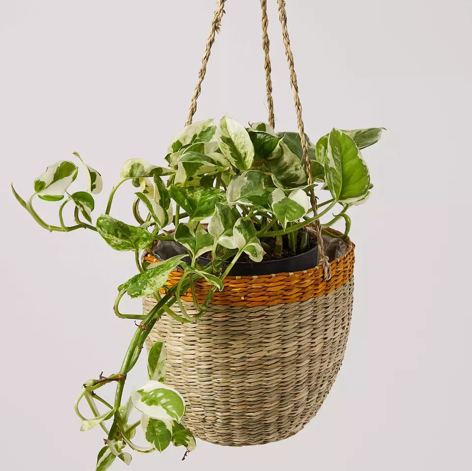 Sustainable Flower Planter Pot Made in Vietnam Vintage Ecofriendly Basket Planters Special design