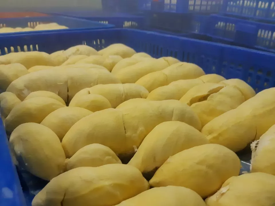 Wholesale High Quality Frozen Pulp Durian Frozen Fruit from Vietnam Best Supplier Contact us for Best Price