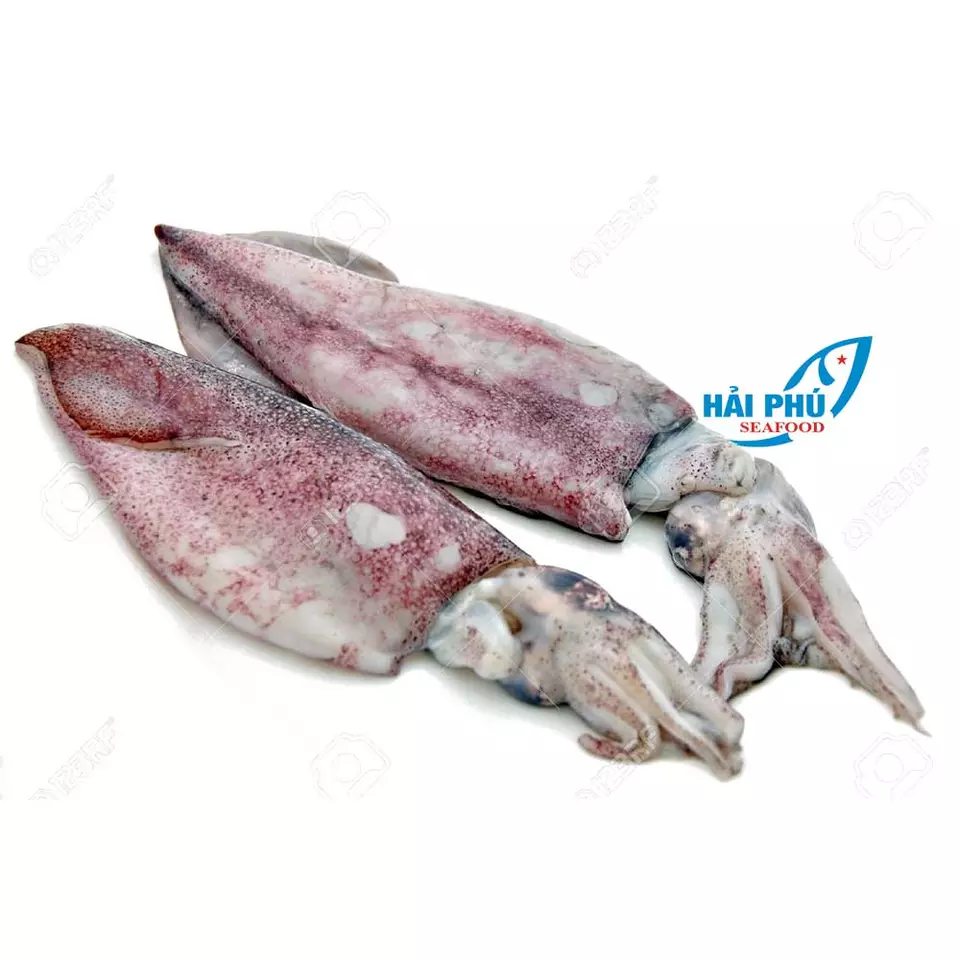 Hot selling black squid with extraodinary price and best quality from Hai Phu Company