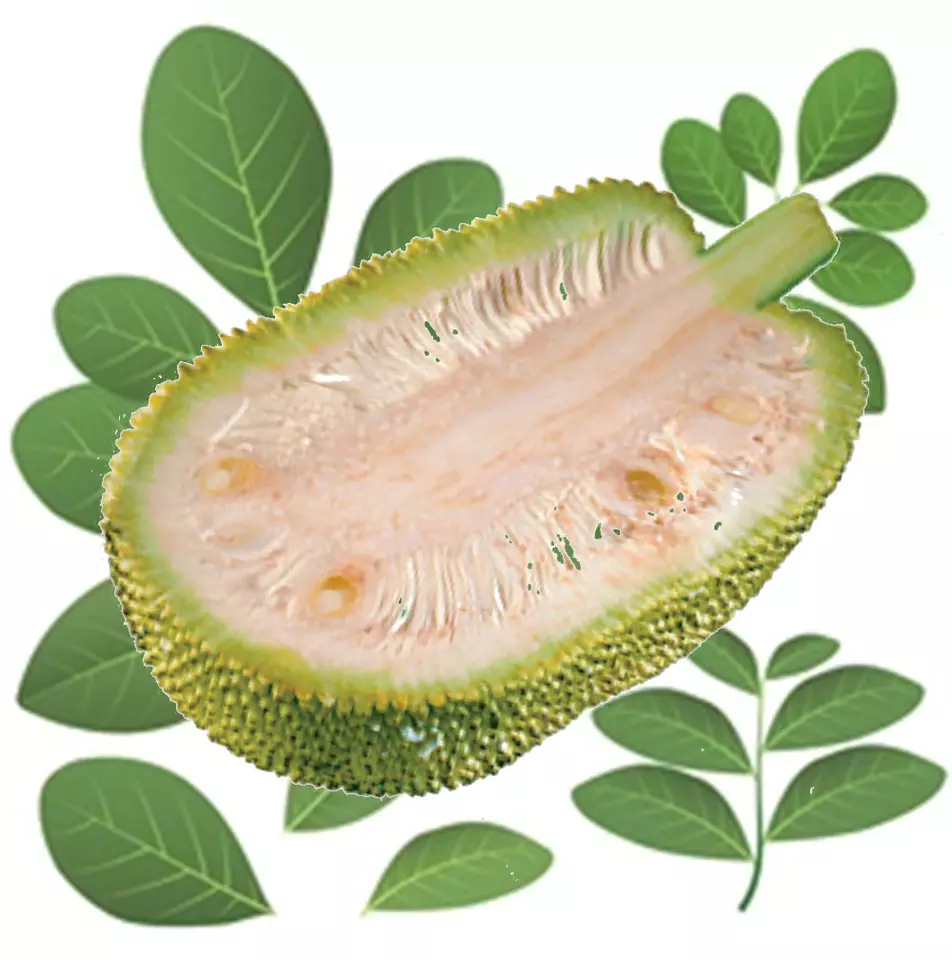 Wholesale Fresh Young Jackfruit Green Jackfruit Unripe Jackfruits High Quality Made From Viet Nam Low Price
