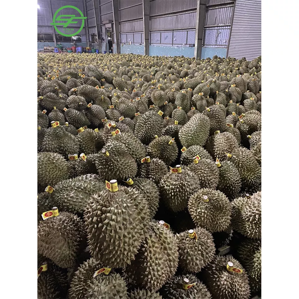 Exporting durian with high quality, best price from Viet Nam (Whatsapp/zalo/wechat: +84 912 964 858)
