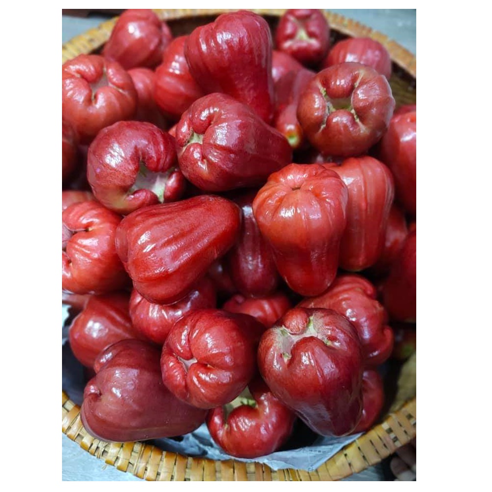 Special Red Thin Skin White Brittle Flesh Delicious Ripe Maturity An Phuoc Roseapple From Vietnam Manufacturer for Sale