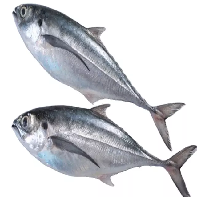 High Quality Grade Organic Nature Feature Frozen Horse Mackerel Whole round IQF style size 6/8 From Vietnam