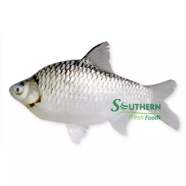 Ingredients price safety food grade reasonable seafood suppliers Frozen Silver Carp WR Farm Raised SFF from Vietnam