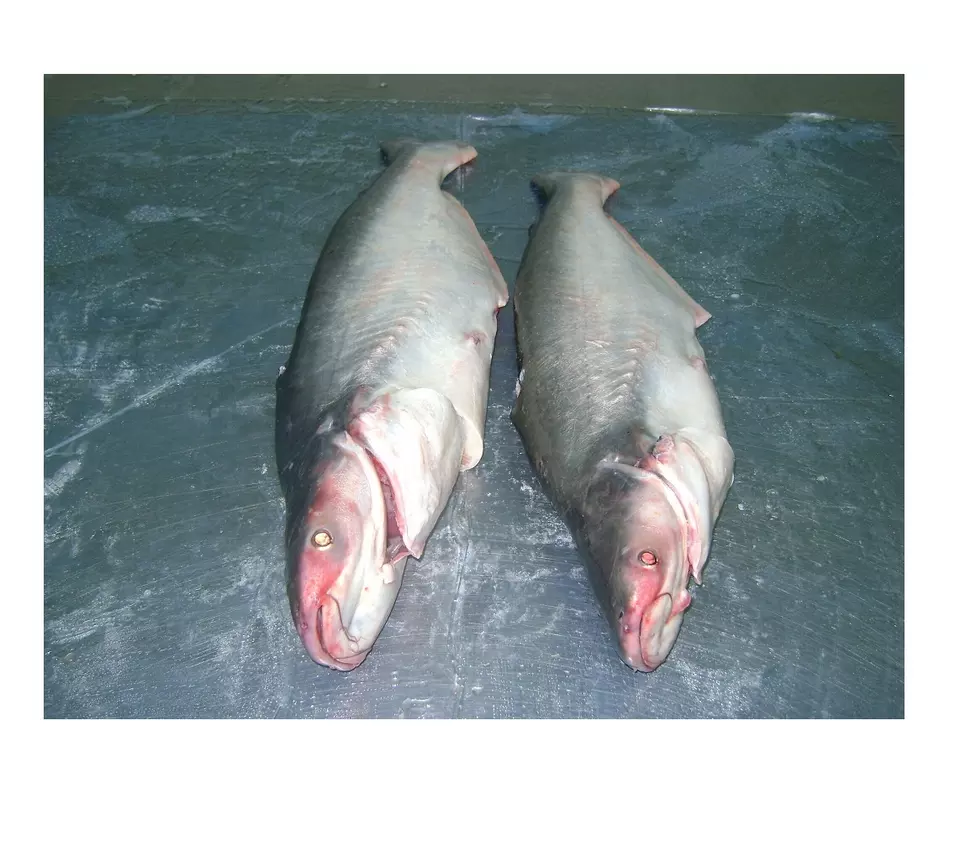 IQF Pangasius/ Basa fish Whole round, Gutted from VietNam Factory