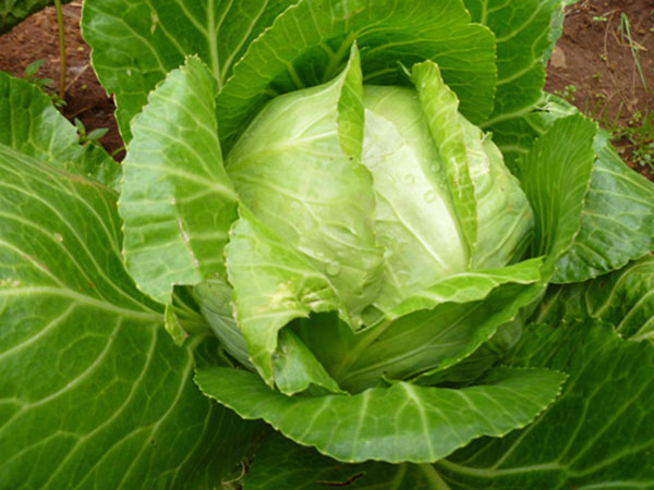 High Quality Fresh Cabbage International