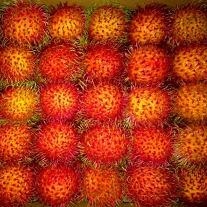 Thick Flesh Cheap Wholesale Fresh Rambutan Natural Sweet Fresh Rambutan for Daily Use Origin Viet Nam