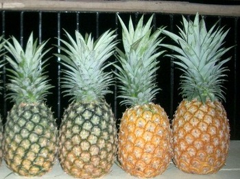 THE BEST QUALITY FRESH PINEAPPLE FROM VIET NAM WITH COMPETITIVE PRICE NEWEST SEASON